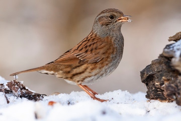Dunnock, Prunella modularis, perched in the snow looking for food.