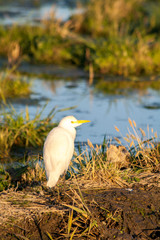 Obraz premium bird in rice field in the abufera