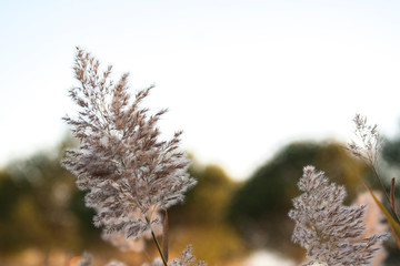 plant close-up over the sky