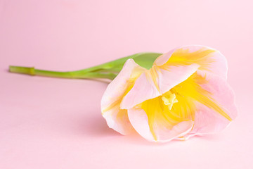 Pink-yellow tulip on a pink background. The concept of a holiday, celebration, women's day, spring. Minimalism, flat lay. Suitable for banner, postcard. Copyspace.