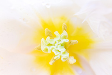 Stamens and pestle. Tulip close-up. Detailed macro photo. The concept of a holiday, celebration, women's day, spring.