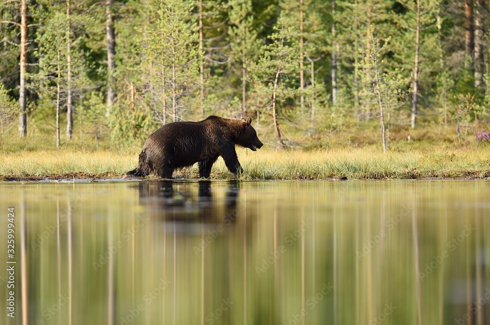 Wall mural brown bear walking in bog at summer daylight