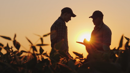 Two farmers talk on the field. Use a tablet