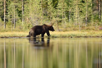 Obraz na płótnie Canvas brown bear walking in bog at summer daylight