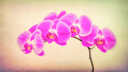 Minature Orchid Spray