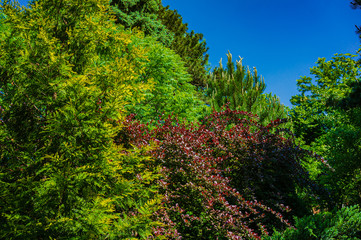 Very beautiful sunny landscaped garden with evergreens and bushes. Many boxwood trees Buxus sempervirens and pines. Pinus parviflora Glauca.  Peaceful atmosphere of relaxation. Calmness and pleasure.