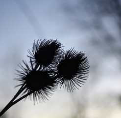 Distel