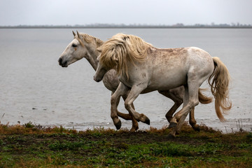 Duo d'étalons