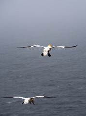 Basstölpel Northern gannet
