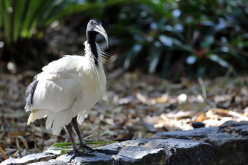 A white ibis bird poses for the camera on a sunny day in Brisbane, Australia.