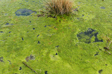 mossy pond, mossy swamp area, green algae,