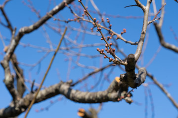 Plum bud