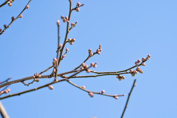 Plum bud