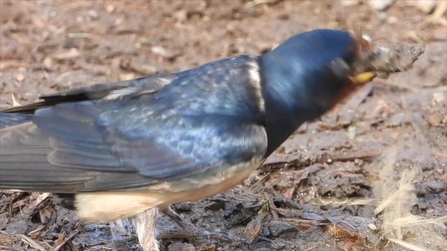 Rauchschwalbe&nbsp;(Hirundo rustica) sammelt Nestbaumaterial an Pf&uuml;tze