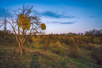 Obraz premium Spring landscape