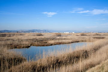 landscape of the Marjal del Moro, in Valencia