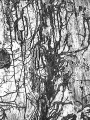 Distress old dry wooden bark texture with roots. Black and white grunge background.