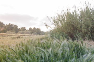 landscape next to the river turia as it passes through the town of pedralba