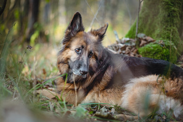 leżący pies w lesie