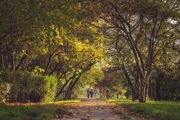 Jesienny spacer pary staruszków pośród drzew - obrazy, fototapety, plakaty