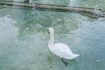 white swan in a lake