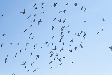 pigeons flying in a blue sky