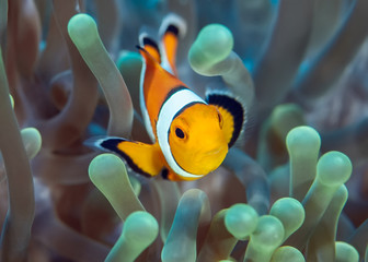 Clown fish swimming in its anemone.
