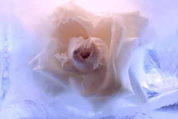 Background of rose  flower    in ice   cube with air bubbles.
