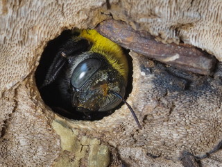 Close-up a carpenter bee (Xylocopa) guarding in the nest (wood pallet).
