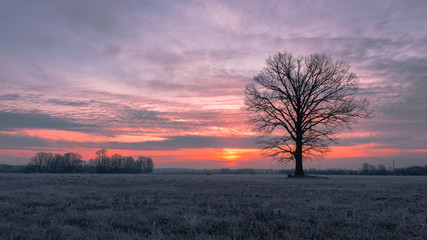 Beautiful landscape of a tree at sunrise