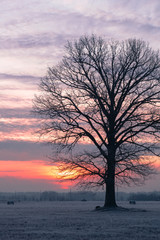Fototapeta na wymiar Tree at sunrise