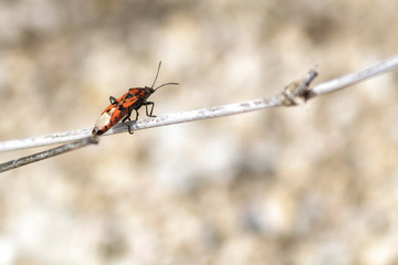 Corizus hyoscyami, a red bug of the Rhopalidae family
