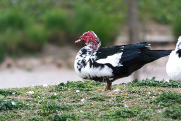 Anas platyrhynchos domesticus, domestic duck