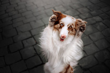 happy border collie dog doing tricks outdoors on the street