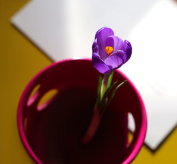 Spring purple crocus flower in a pink vase with a greeting card on yellow. Spring mood background.