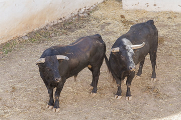 Bulls of Lidia in the corrals of the square