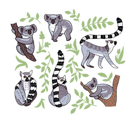 Set of cute doodle ring-tailed lemurs and koala bears in different poses. Vector illustration of animal characters isolated on white background.