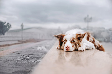 sad border collie dog lying down near the city canal