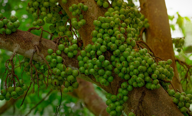 Cluster fig (Ficus racemosa) in tropical forest. Bottom view of green tree in tropical forest....