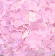 Beautiful Pink Hydrangea background