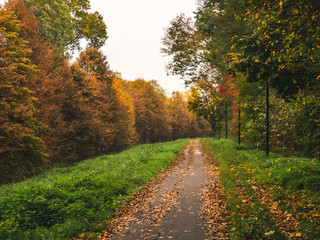 Droga w jesiennym parku