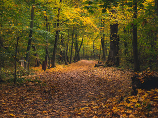 W lesie jesienią © af-mar