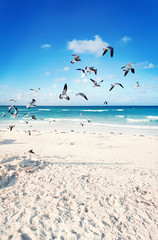 Seagulls flying around the beach and Caribbean sea