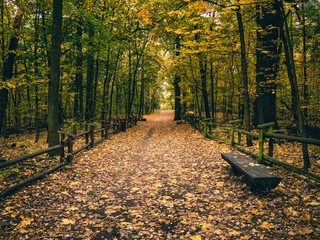 Fototapeta na wymiar Ścieżka w jesiennym lesie