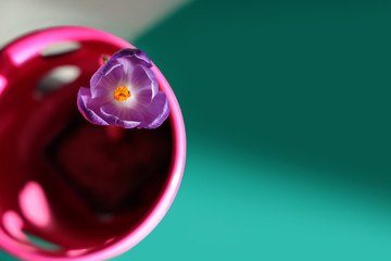 Spring purple crocus flower in a pink vase on green  table. Spring mood background.