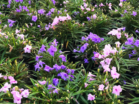 Mexican Petunia, or Ruellia Purple Showers, the purple-pink trumpet-shaped flowers at the ends of the tall stems with narrow leaves dark green, blooming in the garden with sunlight in the morning.