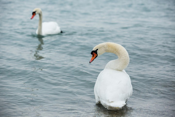 Lac Léman sous la glace avec la bise noir