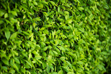 Loach plants green wall background