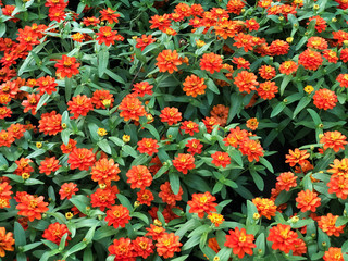 Naklejka premium Orange Zinnia Angustifolia, the narrow-leaf zinnia blooming in the garden, Hybrids between Z. angustifolia and other species of Zinna are popular garden plants, beautiful in the morning with sunlight.