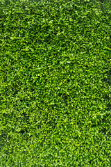 Loach plants green wall background - 326010424